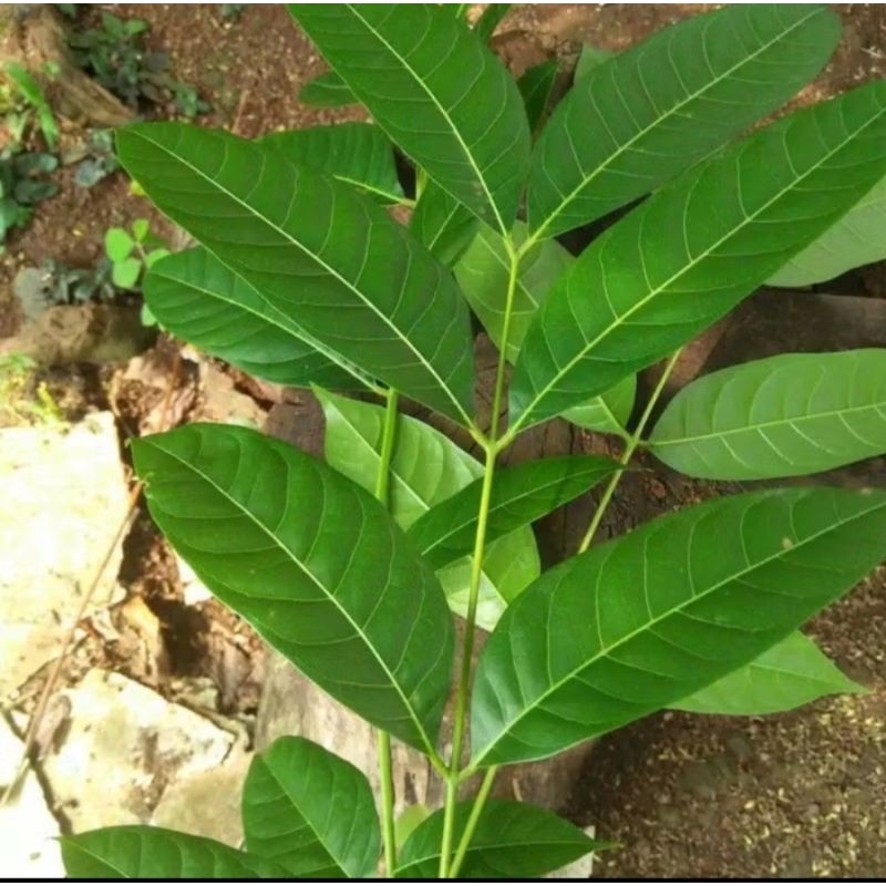 

DAUN MAHONI SEGAR 100 gram