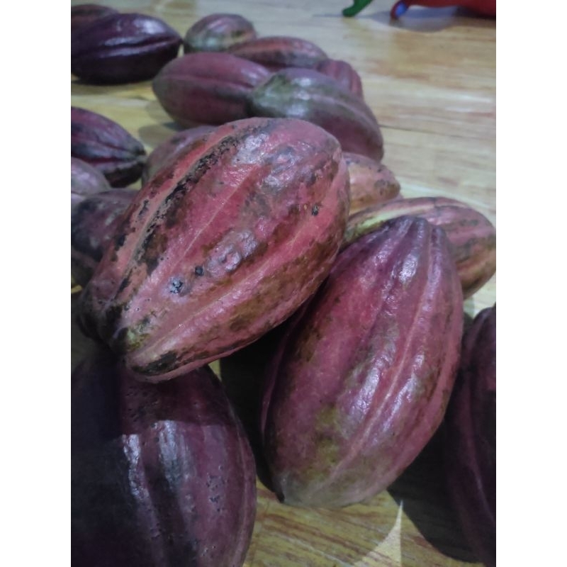 bibit kakao coklat mcc 02 Sulawesi glondongan isi 40-50 biji