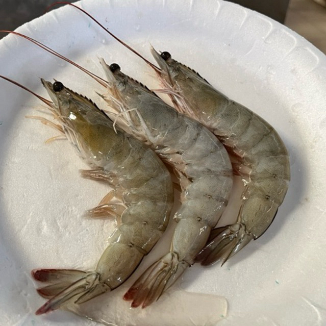 

udang fresh besar size30 bisa dikupaskan