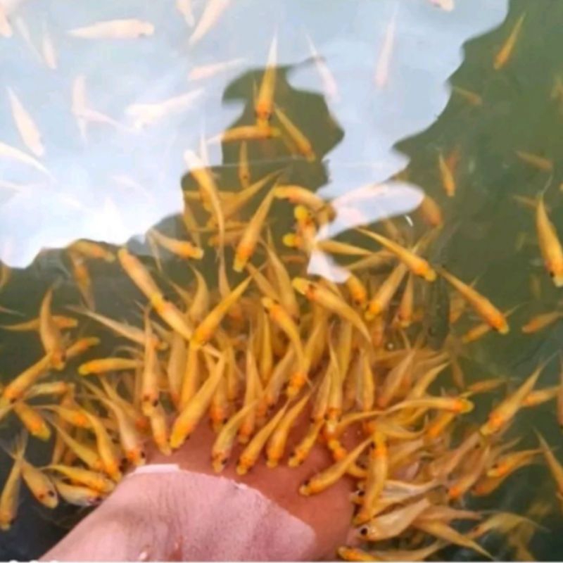 ikan terapi lemon isi 100