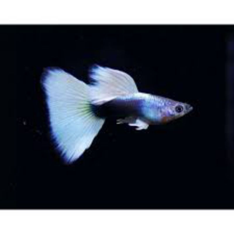 GuppyHbWhite
