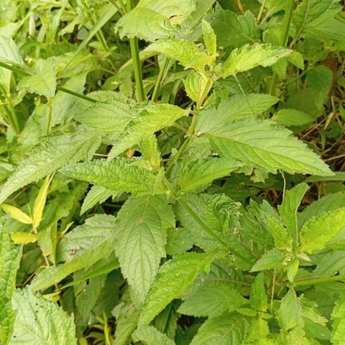 

Daun rumput knop segar petik langsung paket 500 gram