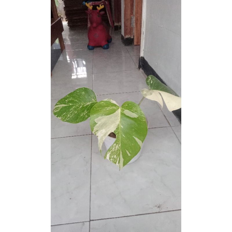 Monstera Varigata Marbel