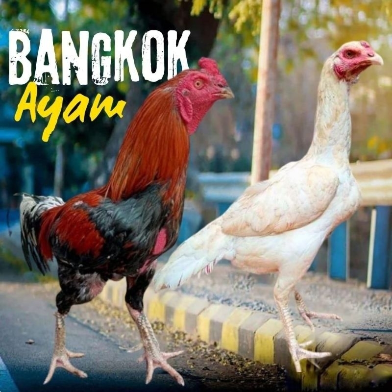 

Telur ayam Bangkok tetas fertil Asli Original Siap Untuk ditetaskan