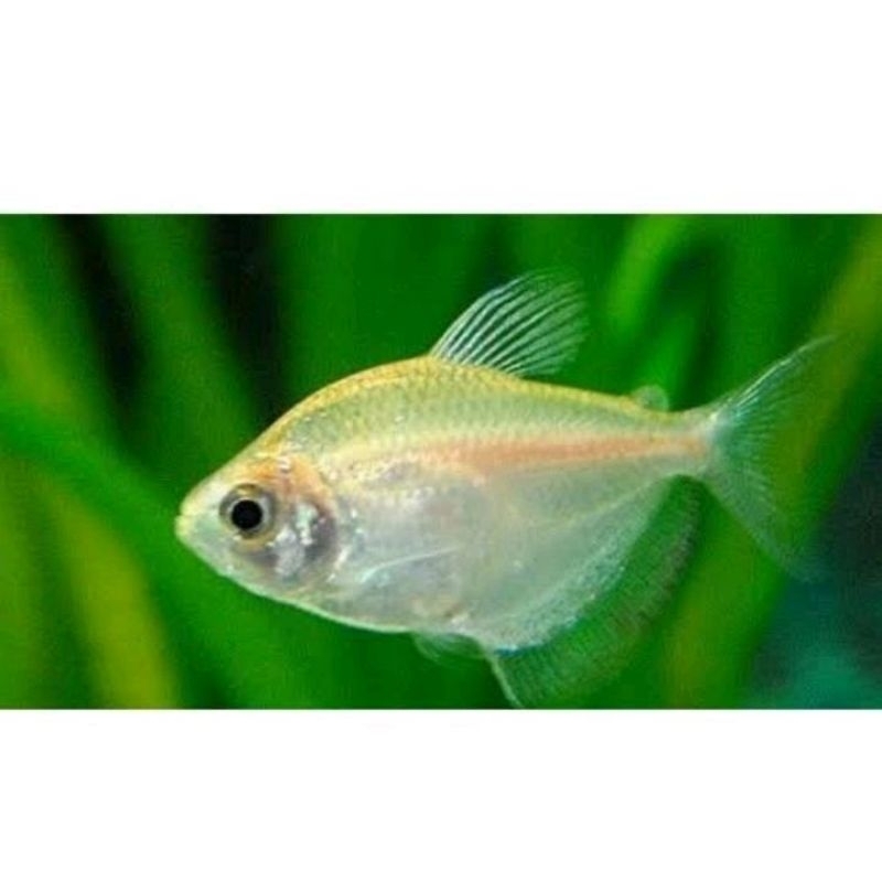 Tetra albino cantik aquarium