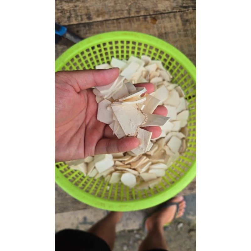 

JAMUR SUSU HARIMAU CHIPS 1KG Kualitas Super