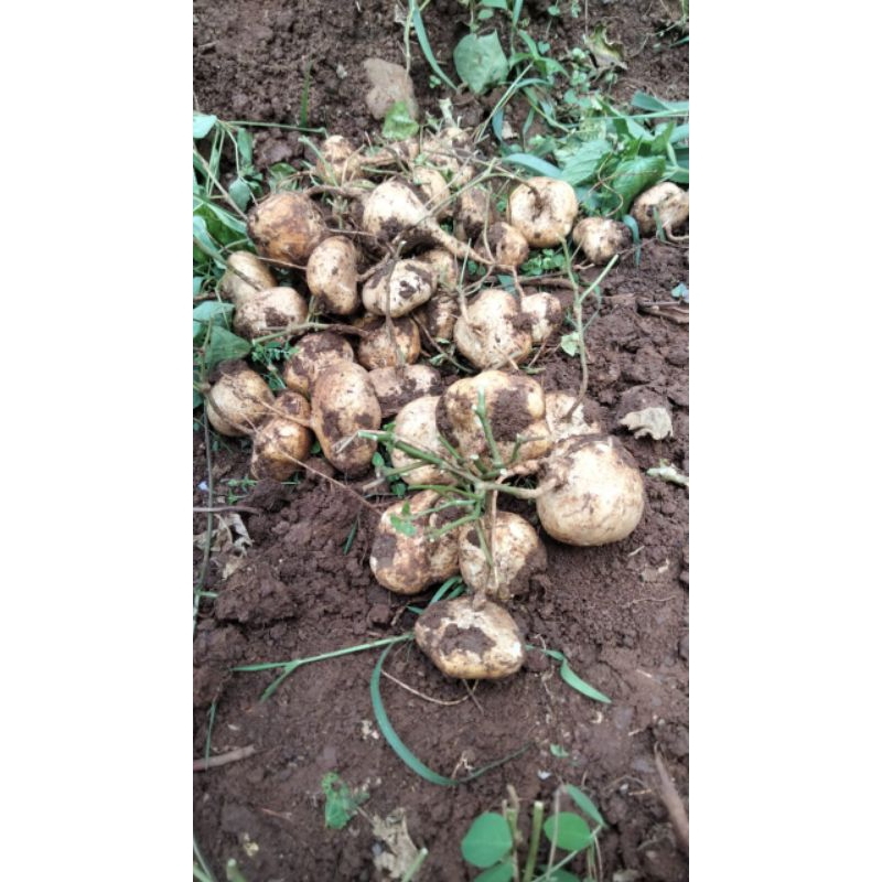 

BENGKOANG / BESUSU UKURAN KECIL FRESH 1 KG