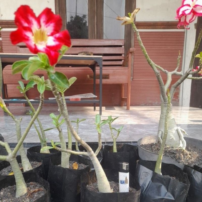 adenium merah non tumpuk
