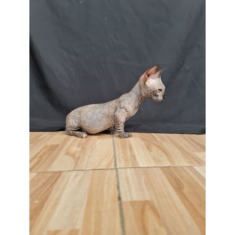 kucing sphynx bambino betina
