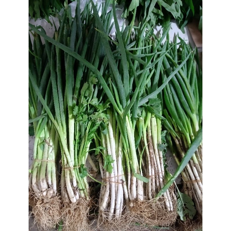 

Daun Bawang Segar / Daun Bawang Seledri - 250 Gram