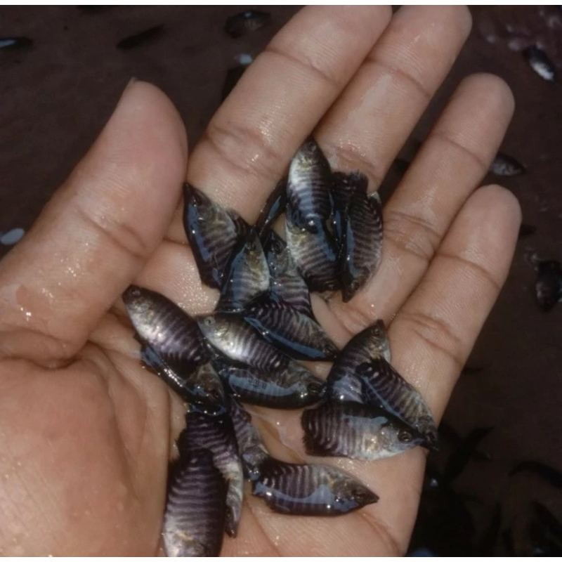 

ikan gurame nguku 30 ekor
