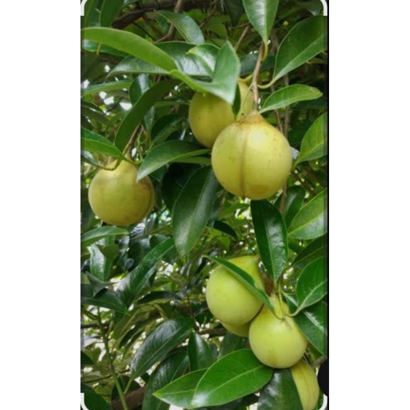 

Buah Pala muda segar. obat herbal , dipetik jika ada orderan 1kg