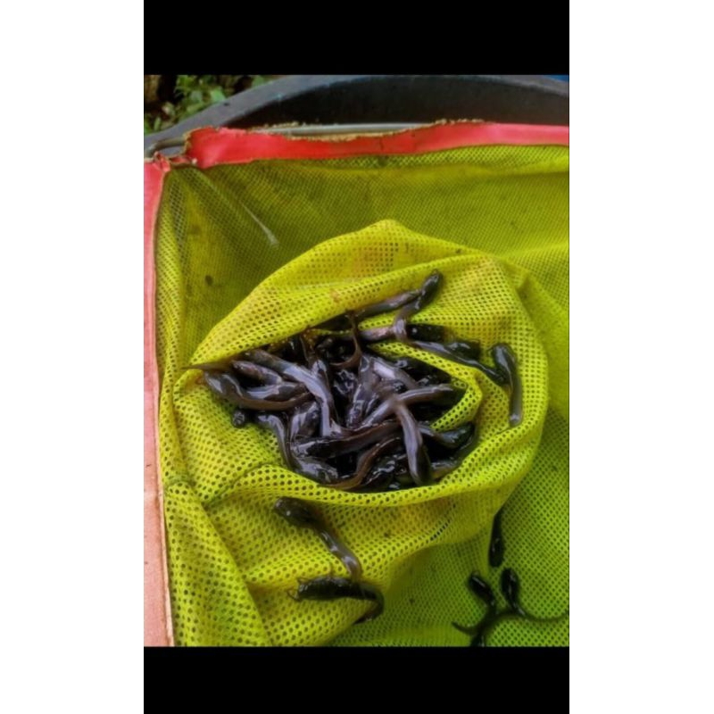 Bibit ikan lele ukuran 3-4cm paket isi 1000 ekor