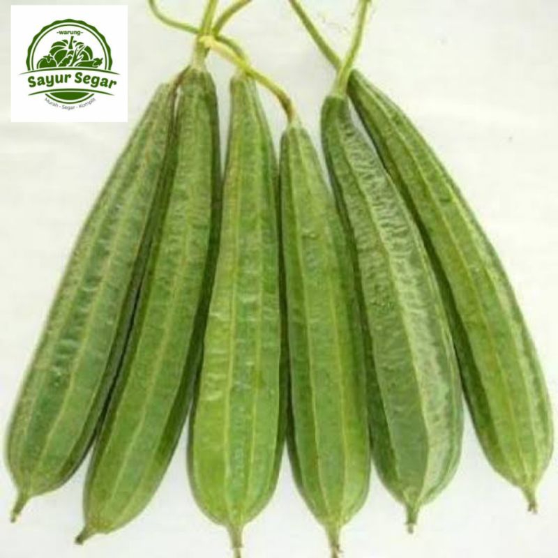 

Oyong Segar - 500 Gram