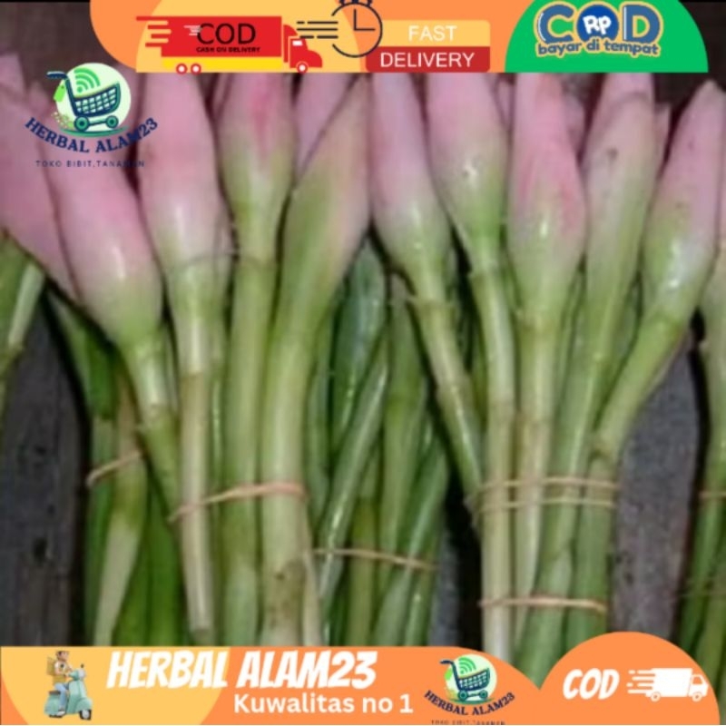 

Ready !!! Bunga kecombrang sayur / kecombrang kuncup sayur
