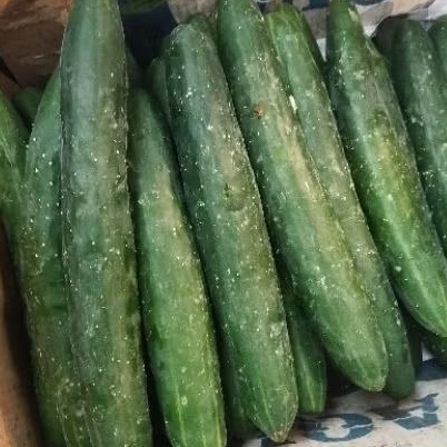 

timun kyuri/timun jepang