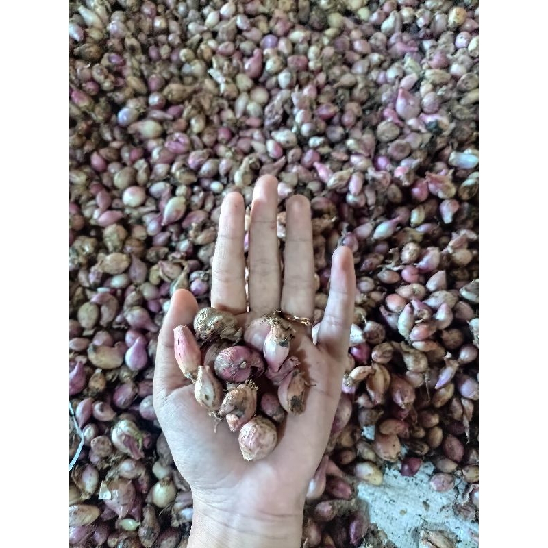 

Bawang Merah Kecil Kiloan