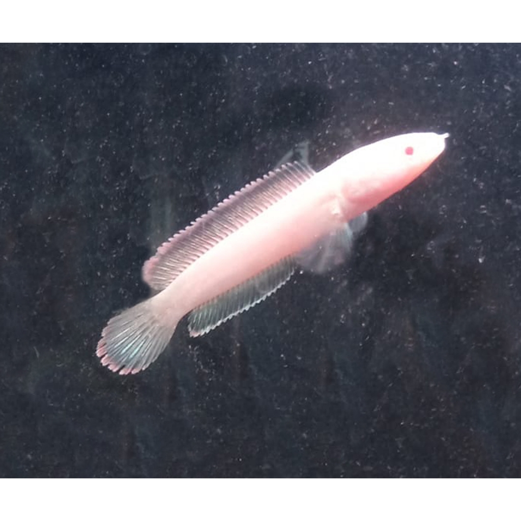 LIMBATA ALBINO CB 7-8CM MATA MERAH FULL PELET AMAN