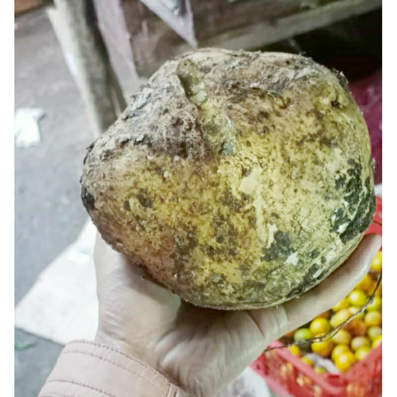 

Bengkuang Segar 1kg – Manis, Renyah, dan Menyegarkan