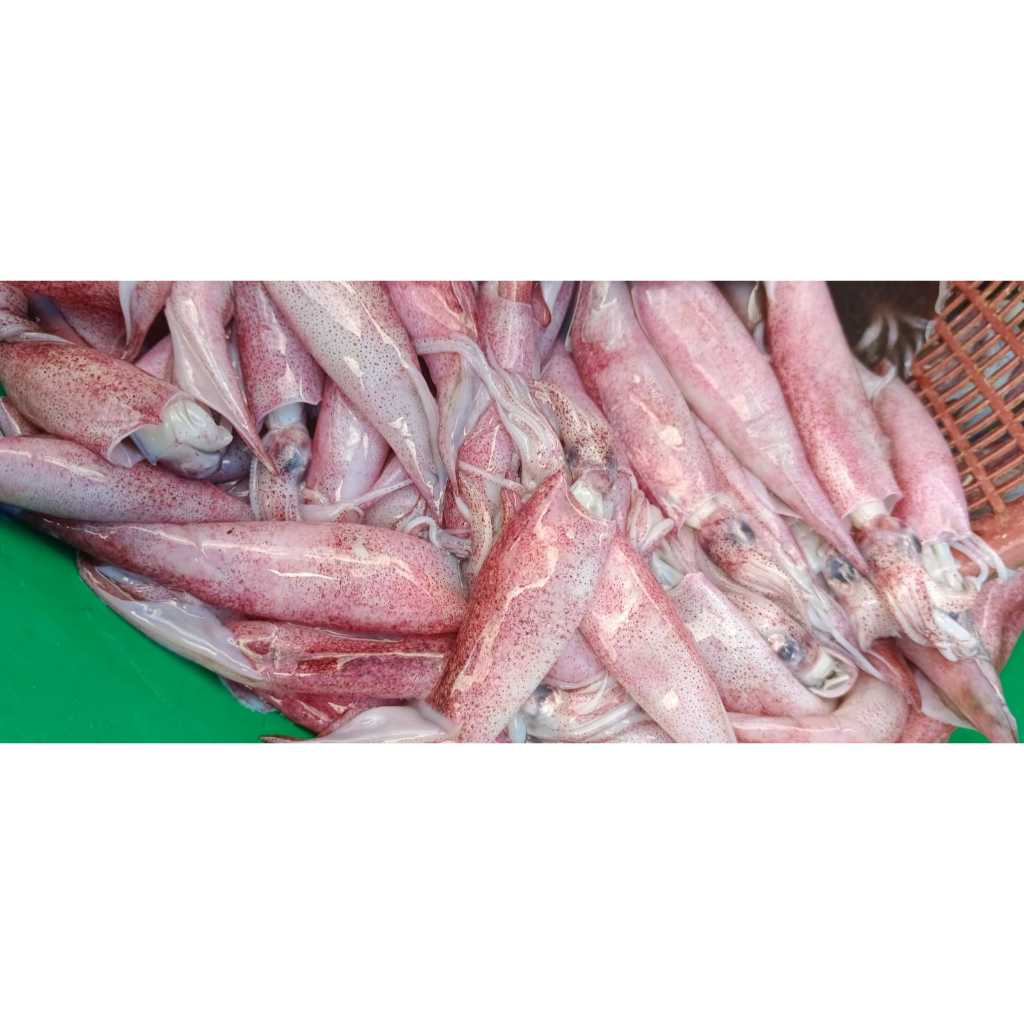 

CUMI, UDANG, KERANG fresh