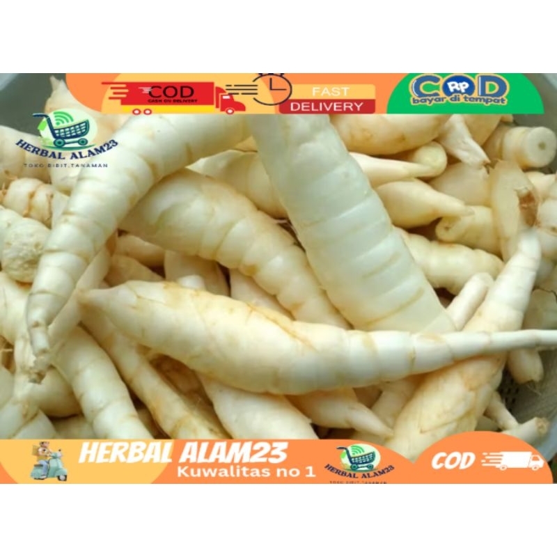 

Umbi Garut Segar 1 kg Obat Asam Lambung - Umbi Terigu Fresh