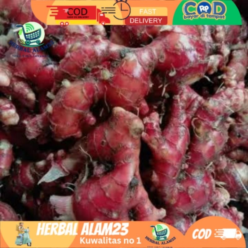 

Jual Jahe merah/Jahe Gajah/Jahe Emprit Per 1Kg/500Gr/Segar Hasil Cuci
