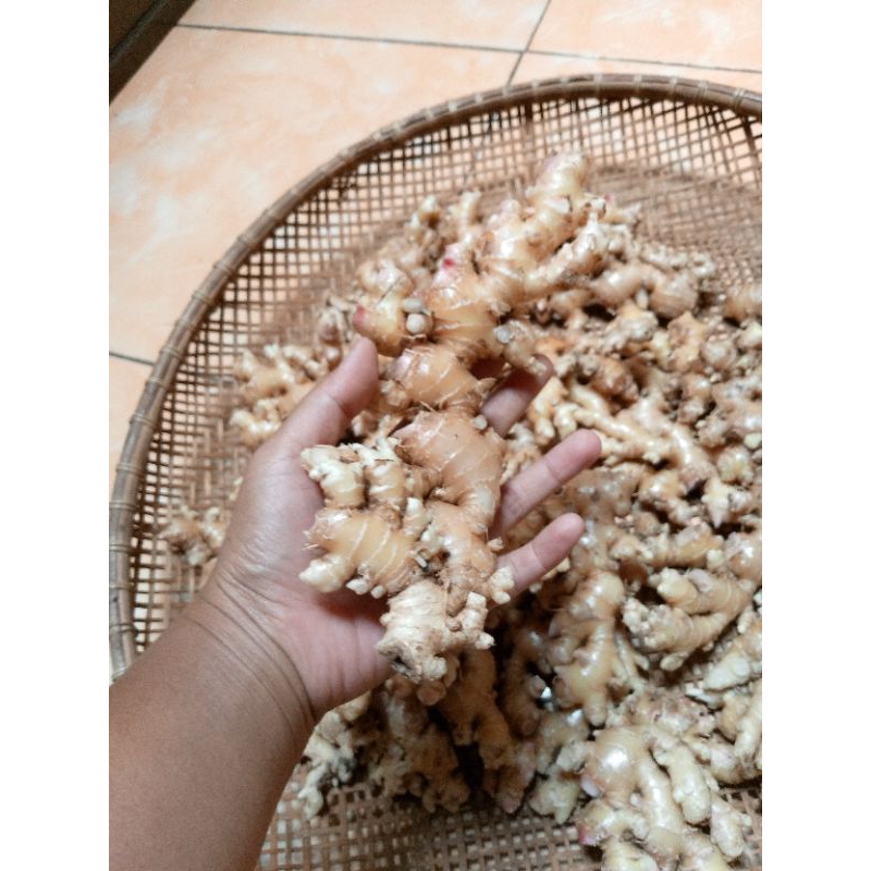 

jahe emprit segar sudah dicuci bersih/ dijamin pedas 1kg