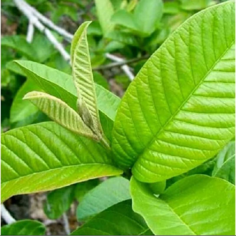 

DAUN JAMBU BIJI 50 LEMBAR SEGAR DI PETIK SAAT ORDER