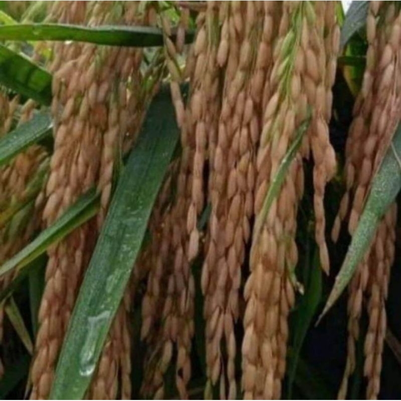 Benih padi Cakrabuana 04 original (2kg)