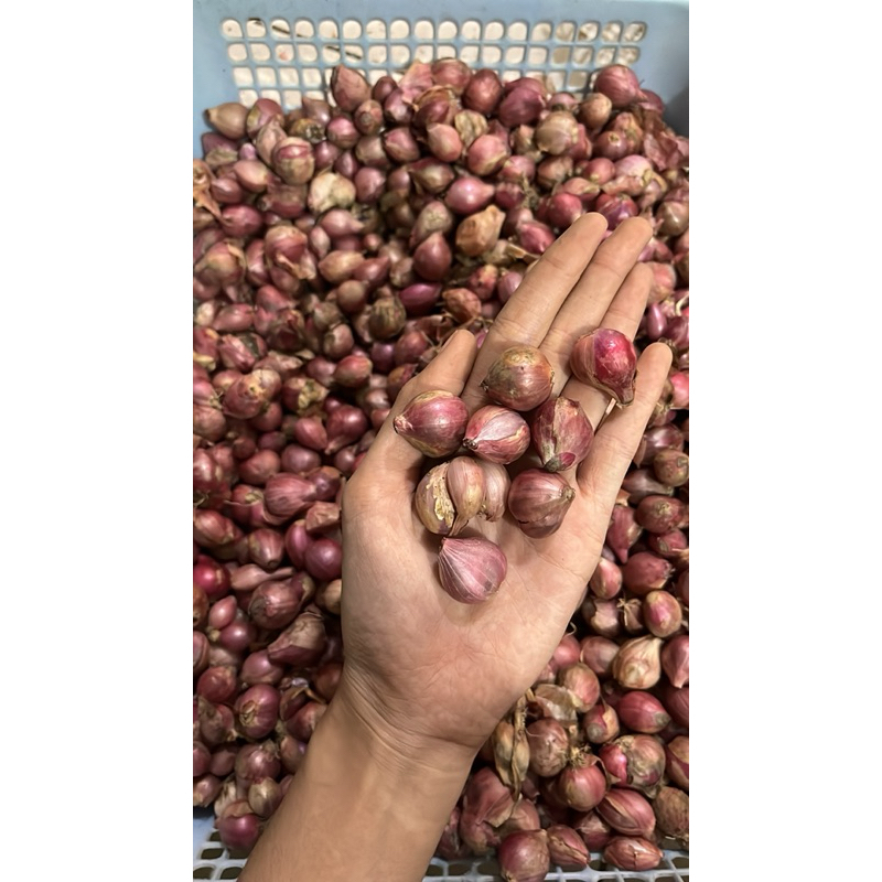 

BAWANG MERAH PROBOLINGGO