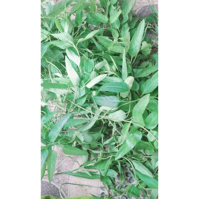 

DAUN KENTUTAN 100 GRAM