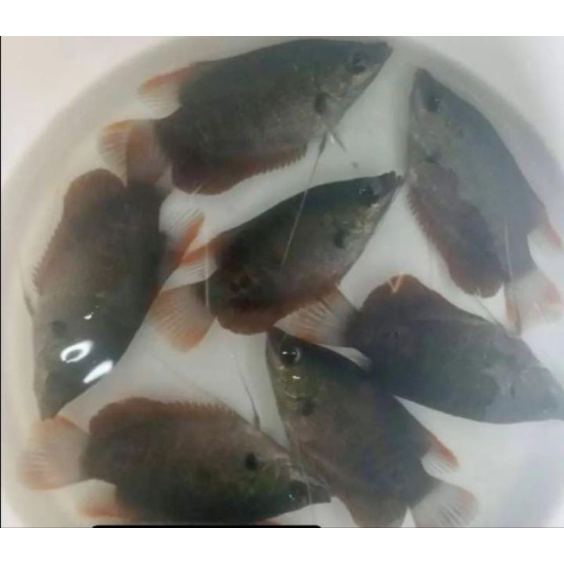 KEBUTUHAN HIASAN GURAME SABAH SEDENG