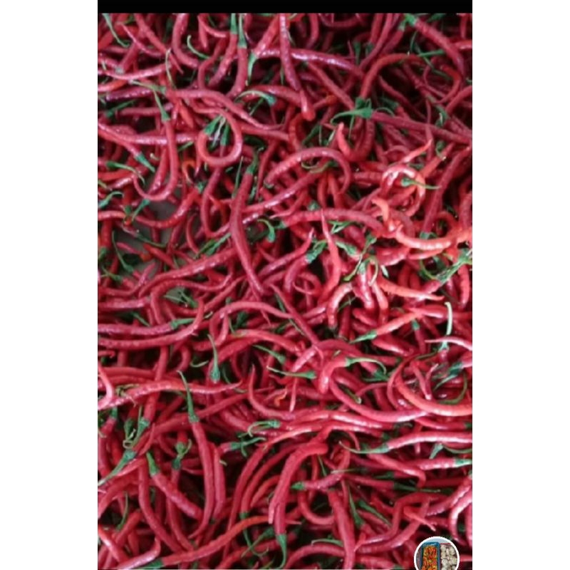 

cabe merah kriting
