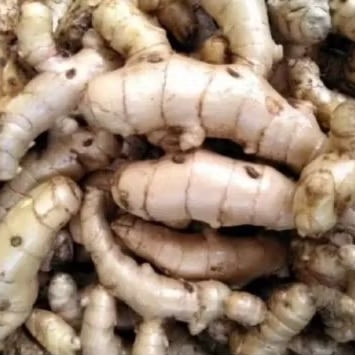 

Kunyit putih segar,curcuma zeodora,bersih, 1 kg