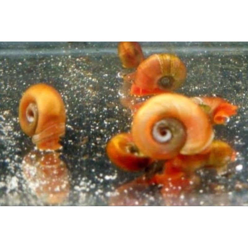 keong ramshorn keong asasin  aquascape