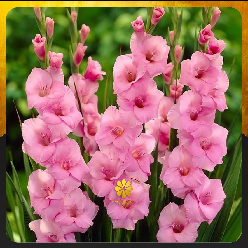 Bibit Gladiol Holland - Umbi Gladiol - Bunga Radiul Warna Lengkap Paket 1 Kg Warna Mix