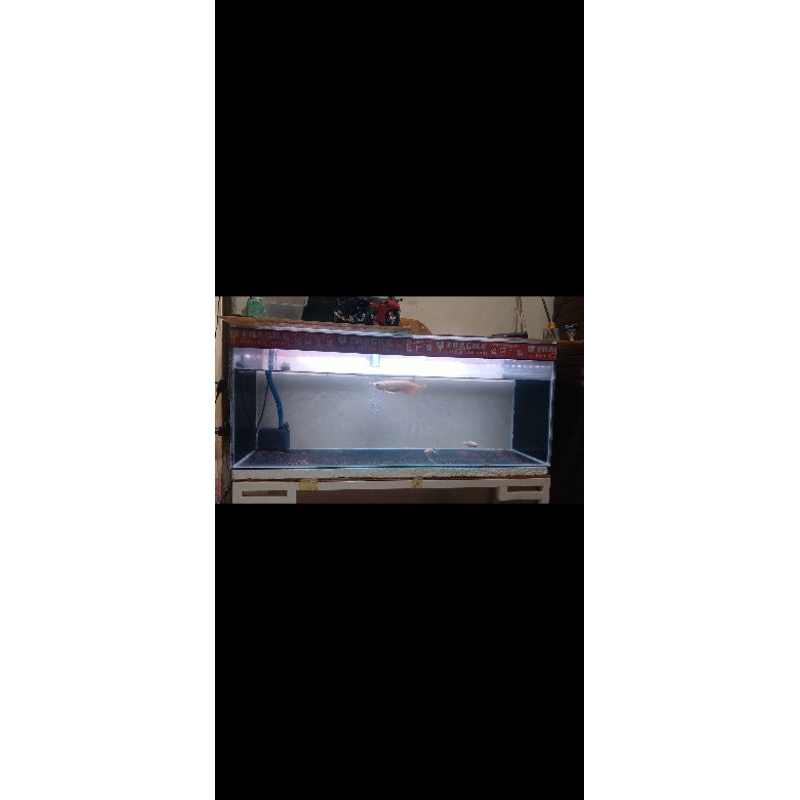 Ikan arwana gr 15-17 cm