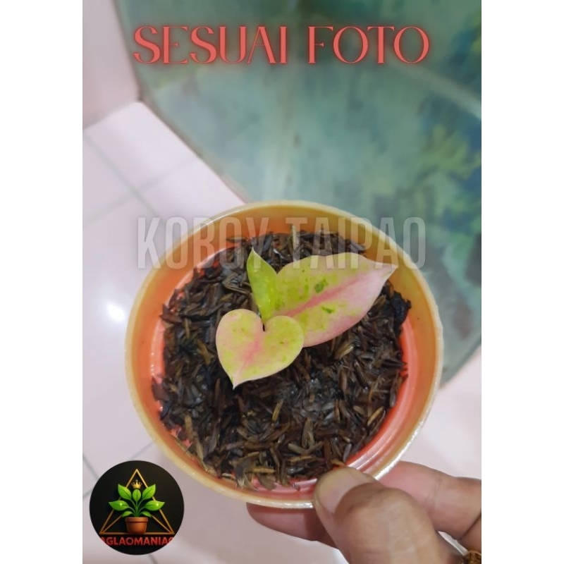 Baby Aglaonema Emerald Golden Mutasi