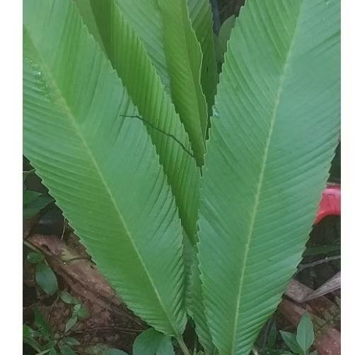 

Daun smpur sgar 30 lmbar daun herbal alami smpur.. stok redy