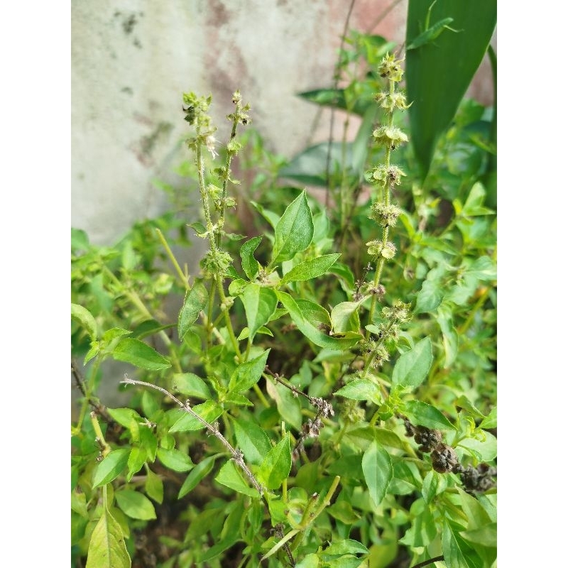 

Daun kemangi segar 200gram