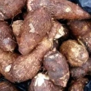 

Umbi talas puln 1 kg'' talas bahan kripik.. stok redy