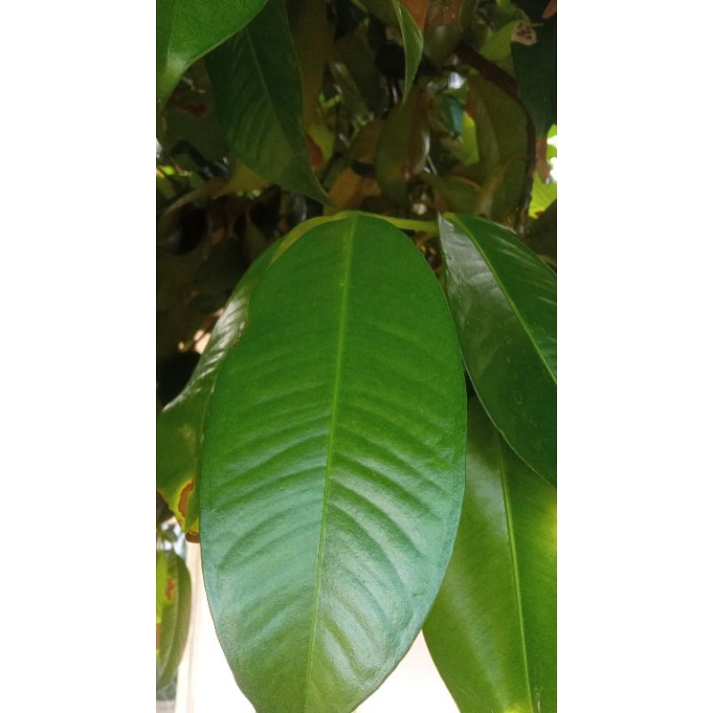 

Daun Manggis/Manggu Mangoostin 1kg