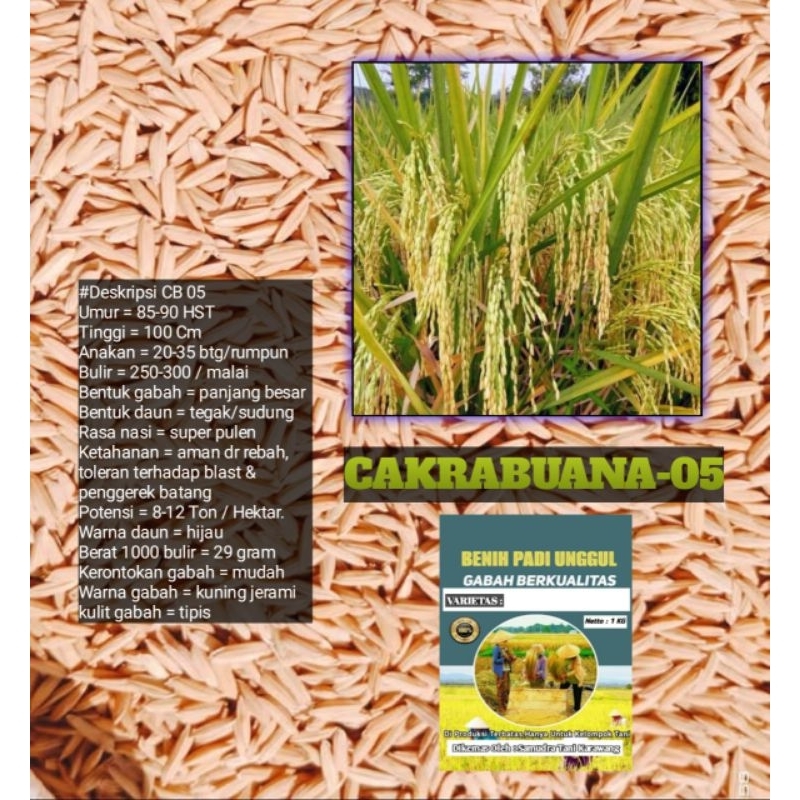 BENIH BIBIT PADI CAKRABUANA-05 / CB-05 GABAH SUPER UNGGUL BERKUALITAS KEMASAN 1KG