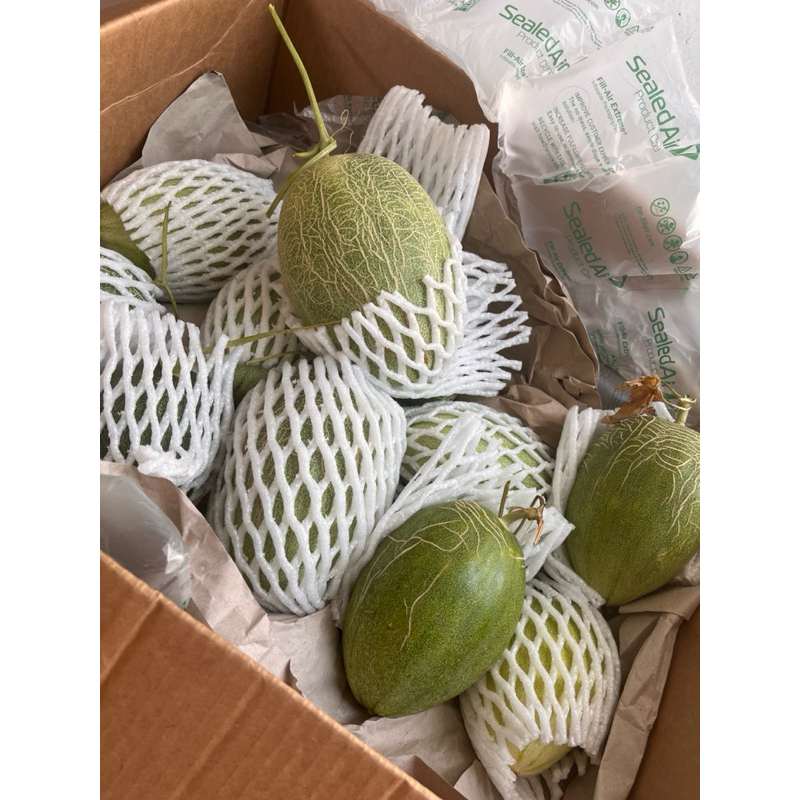 MELON MIDORI / MELON JEPANG ORGANIK