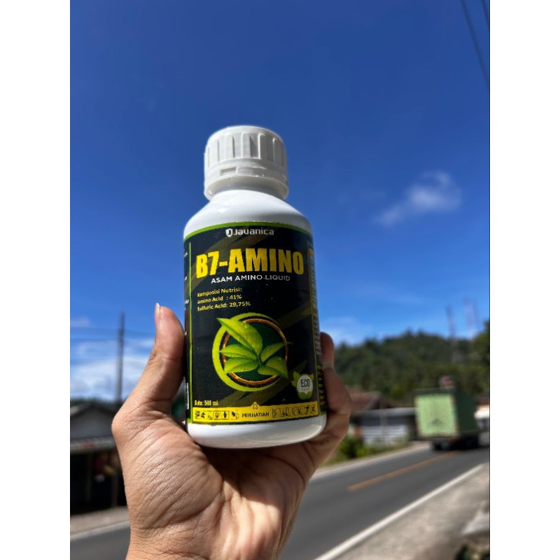 B7-amino asam amino javanica