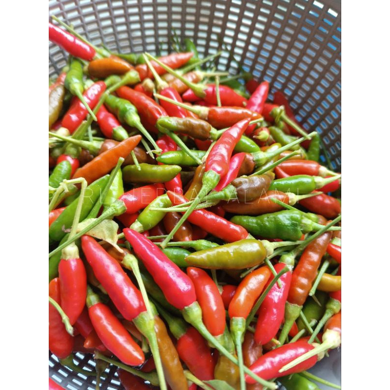 

Cabai merah ( cengek kampung)