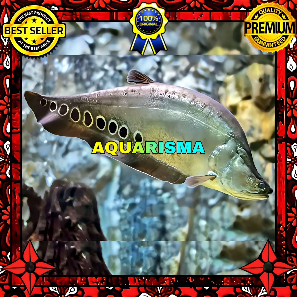 KEBUTUHAN AKUARIUM - BELIDA BANGKOK THAILAND TOTOL HITAM 8-9 CM