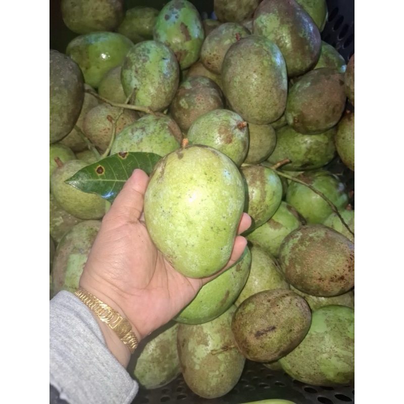 

Mangga Harum Manis muda/Mentah buat rujak
