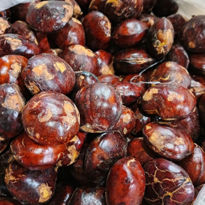

Buah jengkol tua - jengkol lalap - sumur jengkol - jengkol tua