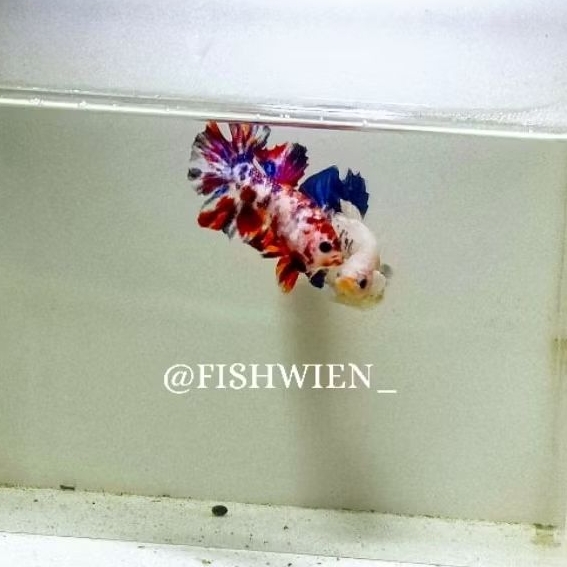 

Bahanan Top grade Multi Metalik